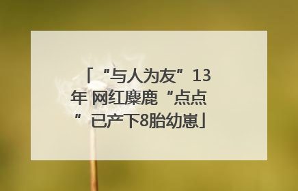 “与人为友”13年 网红麋鹿“点点”已产下8胎幼崽