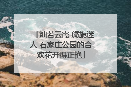 灿若云霞 旖旎迷人 石家庄公园的合欢花开得正艳