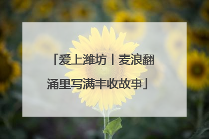 爱上潍坊丨麦浪翻涌里写满丰收故事