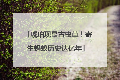 琥珀现最古虫草！寄生蚂蚁历史达亿年