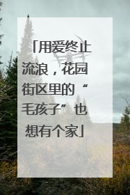 用爱终止流浪，花园街区里的“毛孩子”也想有个家