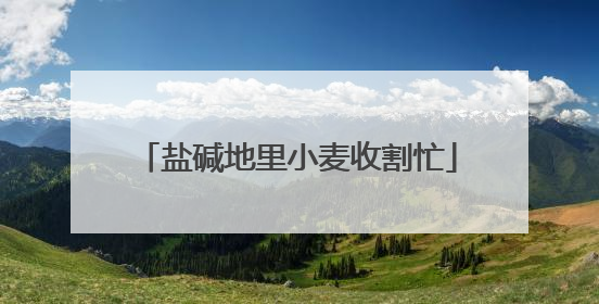 盐碱地里小麦收割忙