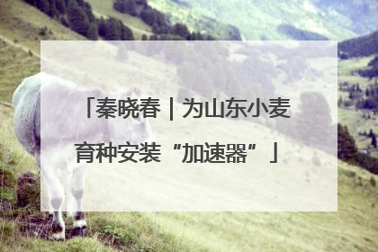 秦晓春｜为山东小麦育种安装“加速器”