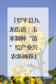 罗平县九龙街道：玉米制种“苗”绘产业兴农新画卷