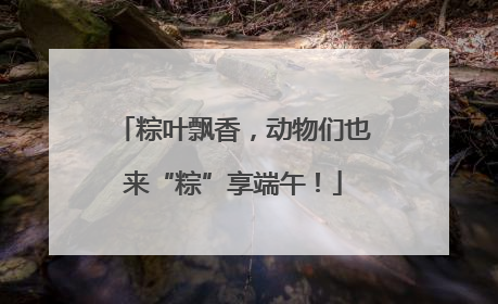 粽叶飘香，动物们也来“粽”享端午！