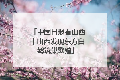 中国日报看山西｜山西发现东方白鹳筑巢繁殖