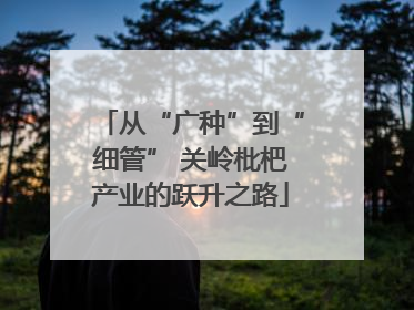 从“广种”到“细管” 关岭枇杷产业的跃升之路