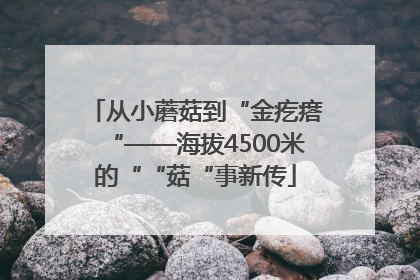 从小蘑菇到“金疙瘩“——海拔4500米的““菇“事新传