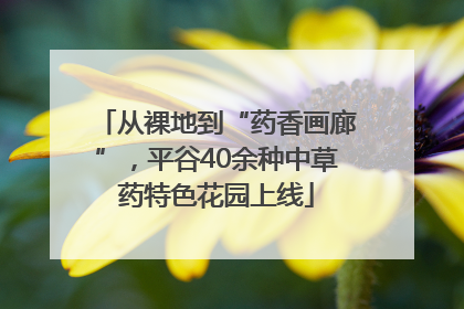 从裸地到“药香画廊”，平谷40余种中草药特色花园上线