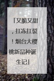 又脆又甜，扛冻扛裂！烟台大樱桃新品种诞生记