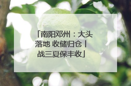 南阳邓州：大头落地 收储归仓丨战三夏保丰收