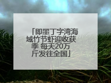 即墨丁字湾海域竹节虾迎收获季 每天20万斤发往全国