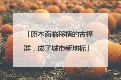 原本面临移植的古樟群，成了城市新地标