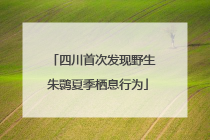 四川首次发现野生朱鹮夏季栖息行为