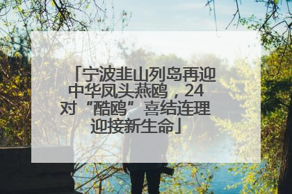 宁波韭山列岛再迎中华凤头燕鸥，24对“酷鸥”喜结连理迎接新生命