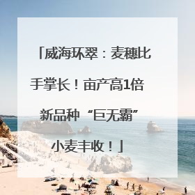 威海环翠：麦穗比手掌长！亩产高1倍 新品种“巨无霸”小麦丰收！