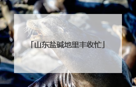 山东盐碱地里丰收忙