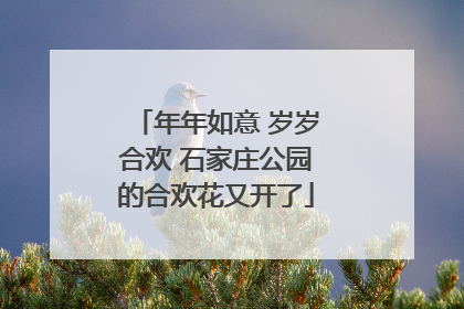 年年如意 岁岁合欢 石家庄公园的合欢花又开了