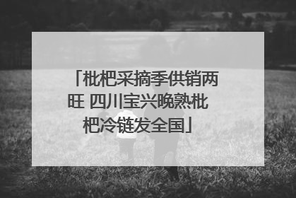 枇杷采摘季供销两旺 四川宝兴晚熟枇杷冷链发全国