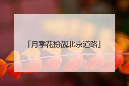 月季花扮靓北京道路