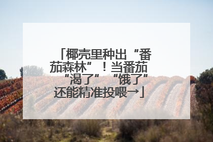 椰壳里种出“番茄森林”！当番茄“渴了”“饿了”还能精准投喂→