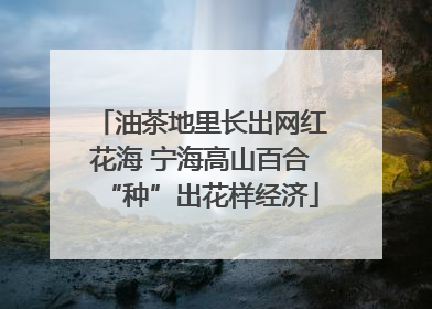 油茶地里长出网红花海 宁海高山百合“种”出花样经济