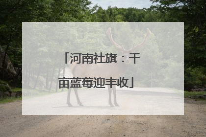 河南社旗：千亩蓝莓迎丰收