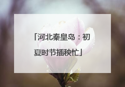 河北秦皇岛：初夏时节插秧忙