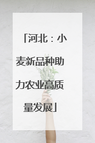 河北：小麦新品种助力农业高质量发展