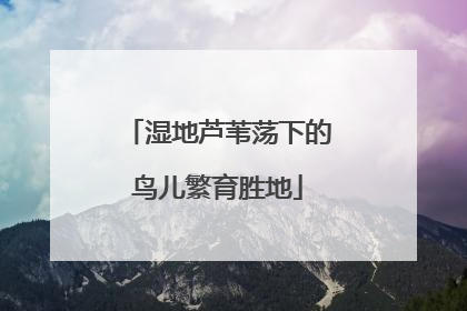 湿地芦苇荡下的鸟儿繁育胜地