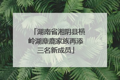 湖南省湘阴县横岭湖麋鹿家族再添三名新成员