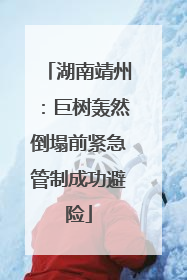 湖南靖州：巨树轰然倒塌前紧急管制成功避险