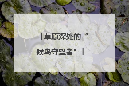 草原深处的“候鸟守望者”