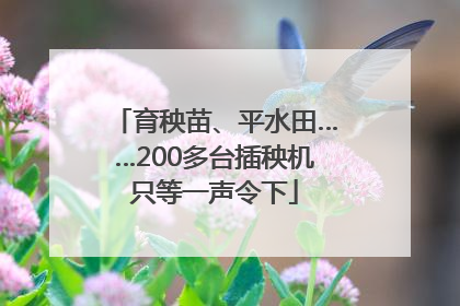 育秧苗、平水田……200多台插秧机只等一声令下