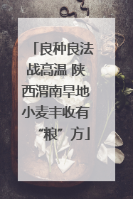良种良法战高温 陕西渭南旱地小麦丰收有“粮”方
