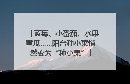 蓝莓、小番茄、水果黄瓜……阳台种小菜悄然变为“种小果”
