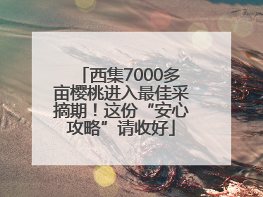 西集7000多亩樱桃进入最佳采摘期！这份“安心攻略”请收好