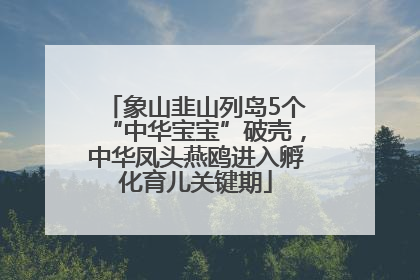 象山韭山列岛5个“中华宝宝”破壳，中华凤头燕鸥进入孵化育儿关键期
