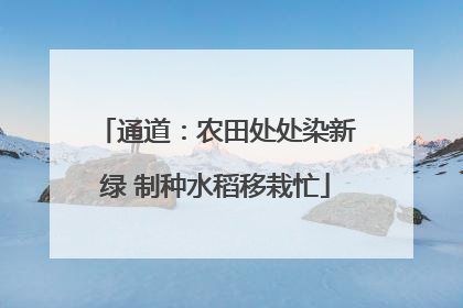 通道：农田处处染新绿 制种水稻移栽忙