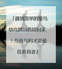 遇到落单的雏鸟幼鸟别急着捡回家！鸟爸鸟妈才是最佳养育者