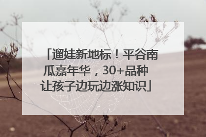 遛娃新地标！平谷南瓜嘉年华，30+品种让孩子边玩边涨知识