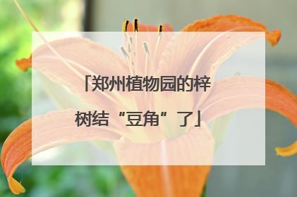 郑州植物园的梓树结“豆角”了