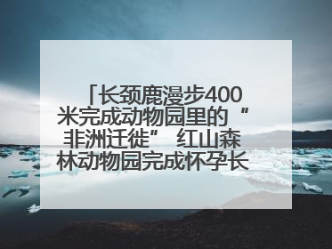 长颈鹿漫步400米完成动物园里的“非洲迁徙” 红山森林动物园完成怀孕长颈鹿步行转运