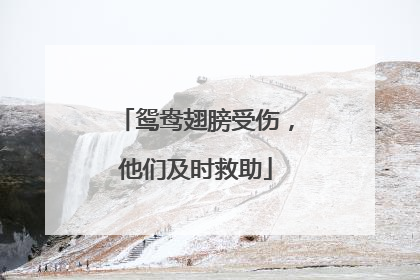 鸳鸯翅膀受伤，他们及时救助