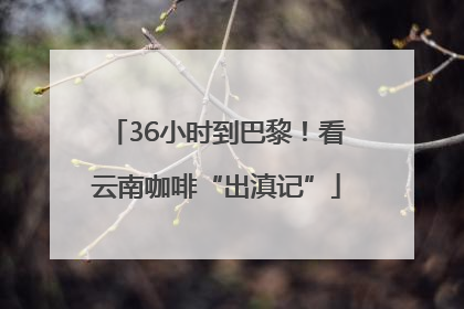 36小时到巴黎！看云南咖啡“出滇记”
